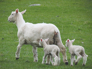 Hogget breeding can be used to increase the total number of lambs weaned on a farm each year if managed correctly. 