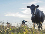 The number of beef cattle has increased, according to data from Stats NZ.
