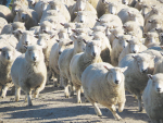 It is estimated that 2-10% of the national flock is affected by flystrike annually, costing millions in economic effects.