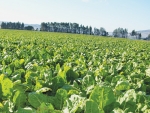 Too much of fodder beet, too quickly can cause animal health issues.
