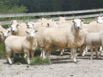 Rams bred for parasite resistance. Photo: Kate Broadbent.