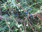 The image shows Juniperus communis berries at varying stages of ripeness. The berries are green initially, then darken over time and are ripe after three years.