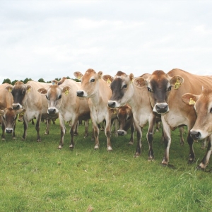 Like any elite athlete, cows need the right diet