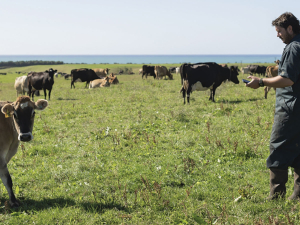 Elly and Kale Grahame have introduced Nedap collars as their primary heat detection tool.