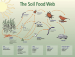 Science snippet: What is the Soil Food Web?