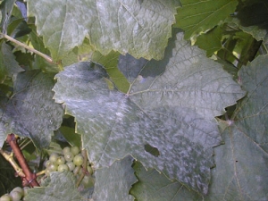 Grape leaves infected with Powdery Mildew.