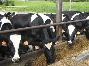 Vets Back Dairy Cattle Code of Welfare Changes: NZVA
