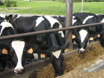 Vets Back Dairy Cattle Code of Welfare Changes: NZVA