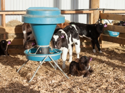 Calf sheds need good air flow