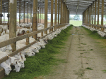 Ensure good farm hygiene and biosecurity to protect your herd.