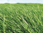 ￼A grass-only farm system has shown top results in a Northland trial.