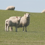 NZVA extends Lepto  programme to sheep, beef, deer