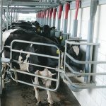 Feeding the right supplement