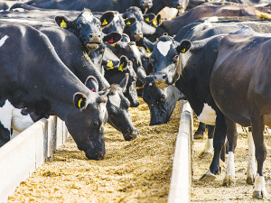 Investing in feed pads or troughs reduces feed wastage significantly.