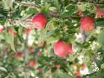Apple orchards surveyed in Cyclone recovery research