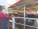 Cows stroll in for 24/7 robotic milking