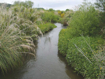 State funding for riparian planting