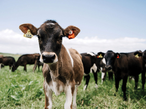 Bovine Respiratory Disease (BRD) is a complex mix of stress, viruses and bacteria that together compromise the lungs.