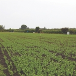 MicroFarm concept a ‘sandpit’ for cropping