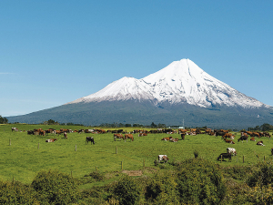 Over the years small family farms in Taranaki have merged into bigger units to remain viable, says Marise James.