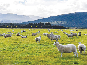 Pastoral farming ticks all the boxes, remains far from extinction