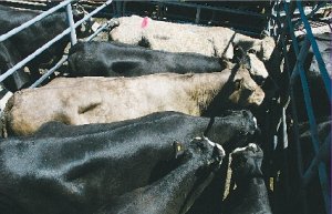 BVD committee considers next steps