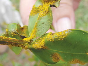 More myrtle rust infections found