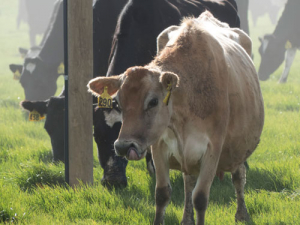 Four news cases of Mycoplasma bovis