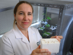 Wired for Science: Understanding the feeding habits of mealybug