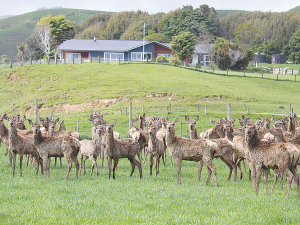 Deer Industry NZ is expecting venison prices to recover next year.
