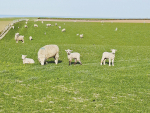 The ideal weaning date should be guided by maximising feed supplied to lambs and protecting ewe condition.
