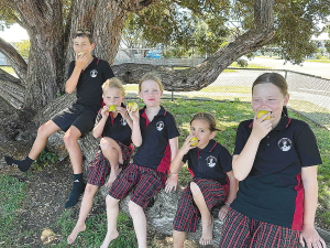 The Fruit in Schools programme supplies fresh fruit to over 126,000 students in NZ primary schools.