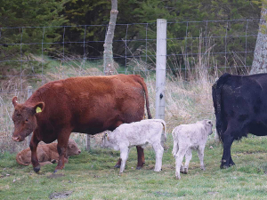 Pāmu Silver Stabilizer Dairy Beef Genetics Open to Farmers
