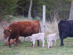 Pāmu Silver Stabilizer Dairy Beef Genetics Open to Farmers