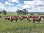 Australian and New Zealand beef breeders, farmers and science providers met in Albury-Wodonga this month, as a landmark trans-Tasman collaboration kicked off. The trip included a visit to Wirruna Poll Herefords, a seedstock producer providing bulls to commercial farmers.