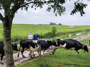 European farmers are being paid for keeping their cows outdoors. 
