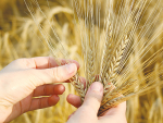Agriculture ministers from the world’s seven largest economies have been told to expect big hikes in international grain and fertiliser prices due to the Ukrainian conflict.