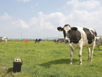 Fencing smarts from the Emerald Isle
