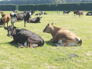 Lincoln University Dairy Farm updates practices following animal welfare complaint