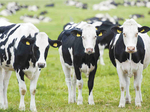 Why are NZ cows giving out so much methane?