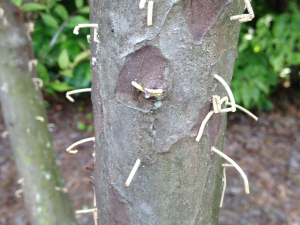 As the beetle tunnels, strands of boring dust, which look like toothpicks, extend from the tree. 