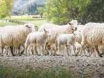Protect Your Patch: Treat farm boundaries like borders, says B+LNZ vet