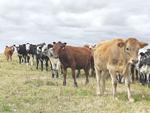 Dairy farmers need to make informed decisions about the non-replacement genetics they choose to use over their cows, says B+LNZ.