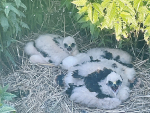 Kahu chicks in Johan van Ras’ wetland.