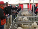 The second annual Beltex sale will be held at Mt Somers on March 1.
