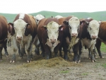 Finance plan for Hereford bull sales