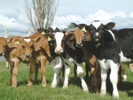 The new rules will give MPI greater visibility of the welfare of animals being exported from New Zealand.