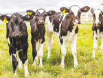 36% of the dairy calves born annually in New Zealand were killed as bobby calves compared with 19% in Australia and just 6% in the United States.