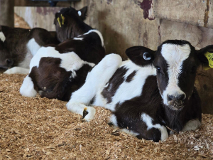 Additional benefits can be achieved by introducing probiotics before calving.