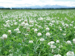 White Clover: Free Nitrogen as Urea Prices Climb
